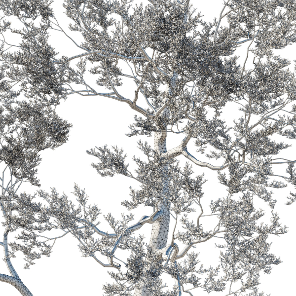 Quercus Agrifolia coast Live Oak 05