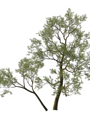 Quercus Agrifolia coast Live Oak 05