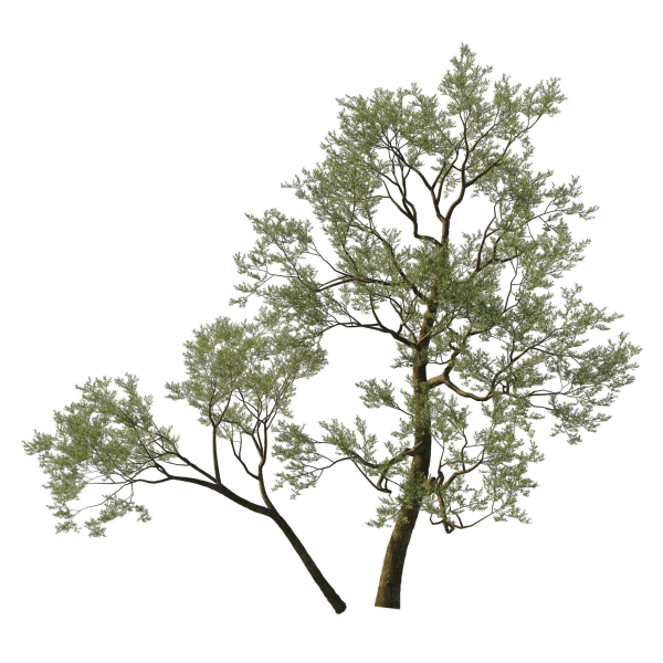 Quercus Agrifolia coast Live Oak 05