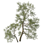 Quercus Agrifolia coast Live Oak 05