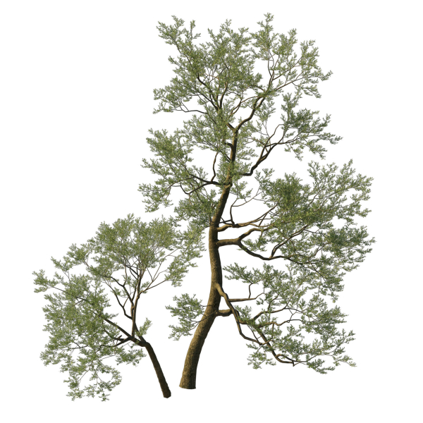 Quercus Agrifolia coast Live Oak 05