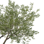 Quercus Agrifolia coast Live Oak 06