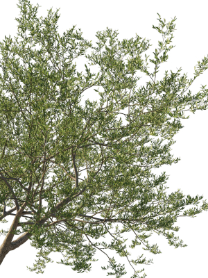 quercus-agrifolia-coast-live-oak-06-3d-model-31d8e1827f