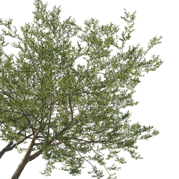 Quercus Agrifolia coast Live Oak 06