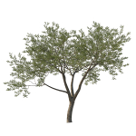 Quercus Agrifolia coast Live Oak 06