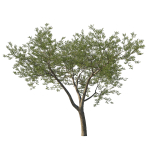 Quercus Agrifolia coast Live Oak 06