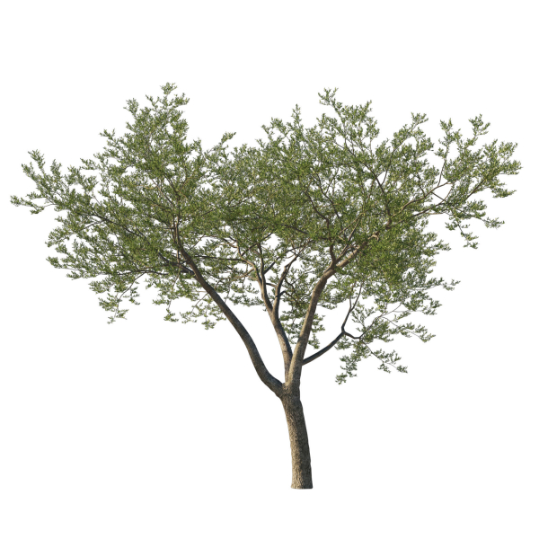 Quercus Agrifolia coast Live Oak 06