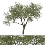 Quercus Agrifolia coast Live Oak 06