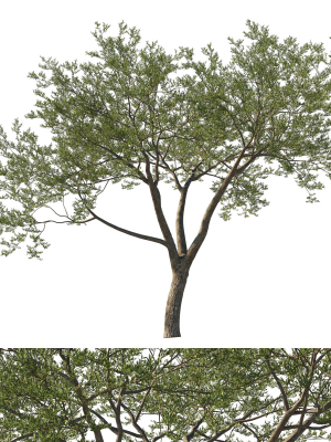 Quercus Agrifolia coast Live Oak 06