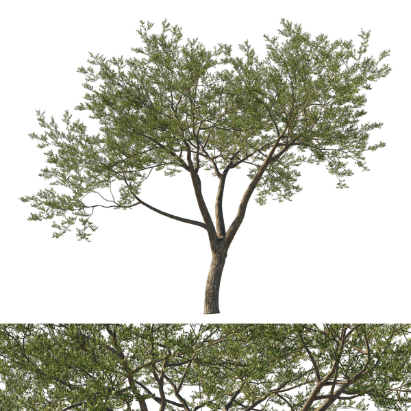 Quercus Agrifolia coast Live Oak 06