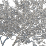 Quercus Agrifolia coast Live Oak 06