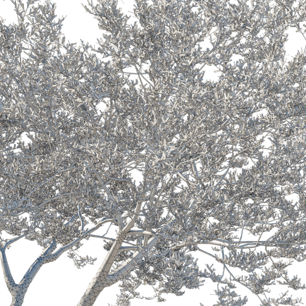 Quercus Agrifolia coast Live Oak 06