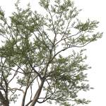 Quercus Agrifolia coast Live Oak 07