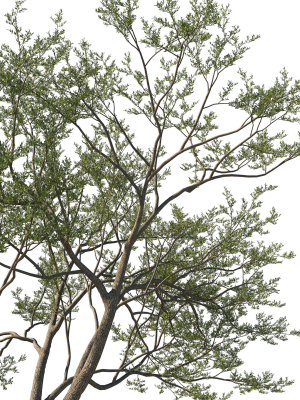 quercus-agrifolia-coast-live-oak-07-3d-model-22e3dcf9c3