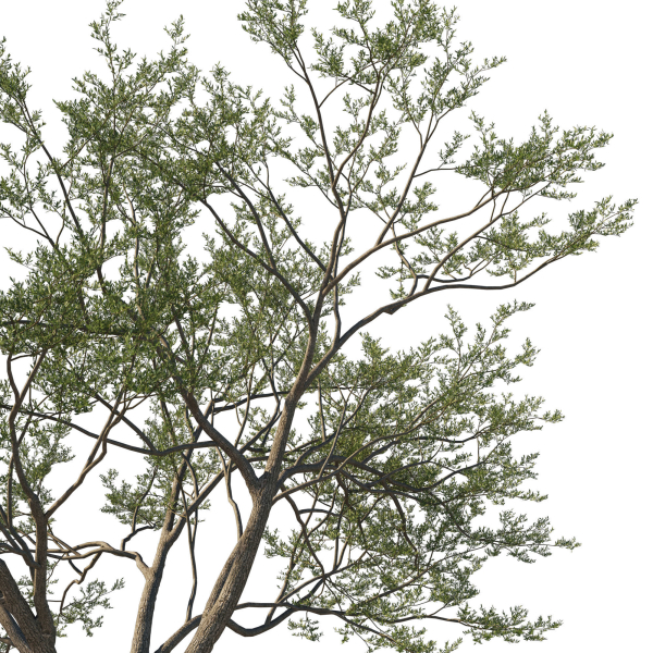 Quercus Agrifolia coast Live Oak 07