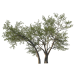 Quercus Agrifolia coast Live Oak 07