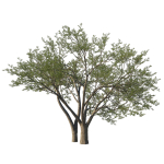 Quercus Agrifolia coast Live Oak 07