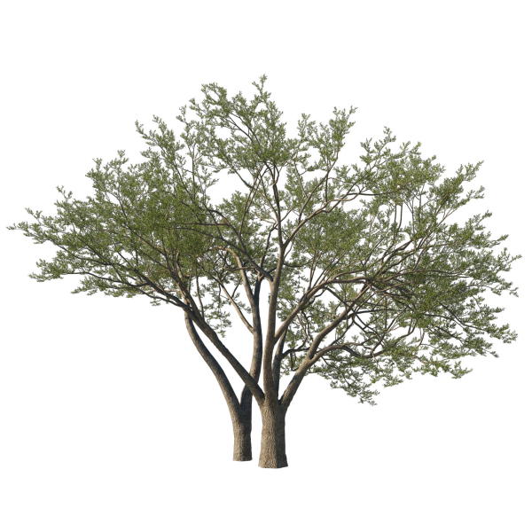 Quercus Agrifolia coast Live Oak 07