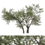 Quercus Agrifolia coast Live Oak 07