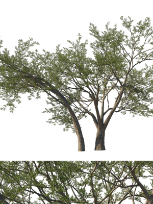Quercus Agrifolia coast Live Oak 07