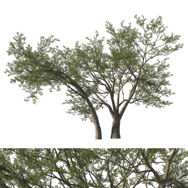 Quercus Agrifolia coast Live Oak 07