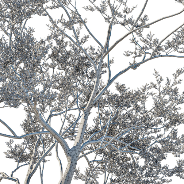 Quercus Agrifolia coast Live Oak 07