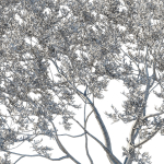 Quercus Agrifolia coast Live Oak 08
