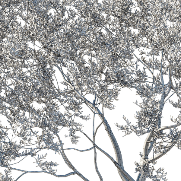 Quercus Agrifolia coast Live Oak 08