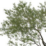Quercus Agrifolia coast Live Oak 08