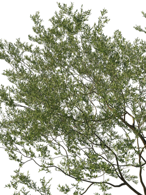 quercus-agrifolia-coast-live-oak-08-3d-model-1b3b4e245b