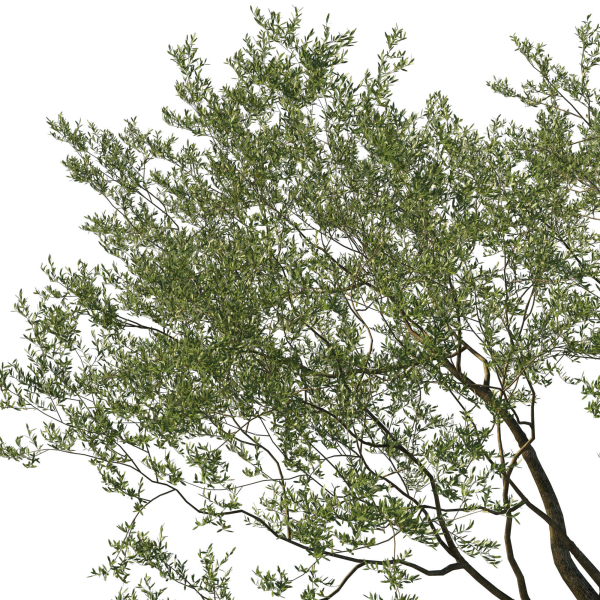 Quercus Agrifolia coast Live Oak 08