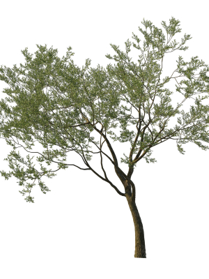 Quercus Agrifolia coast Live Oak 08
