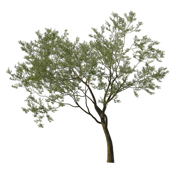 Quercus Agrifolia coast Live Oak 08