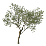 Quercus Agrifolia coast Live Oak 08