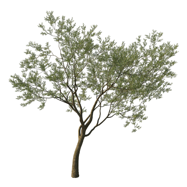 Quercus Agrifolia coast Live Oak 08