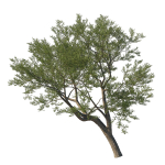 Quercus Agrifolia coast Live Oak 09