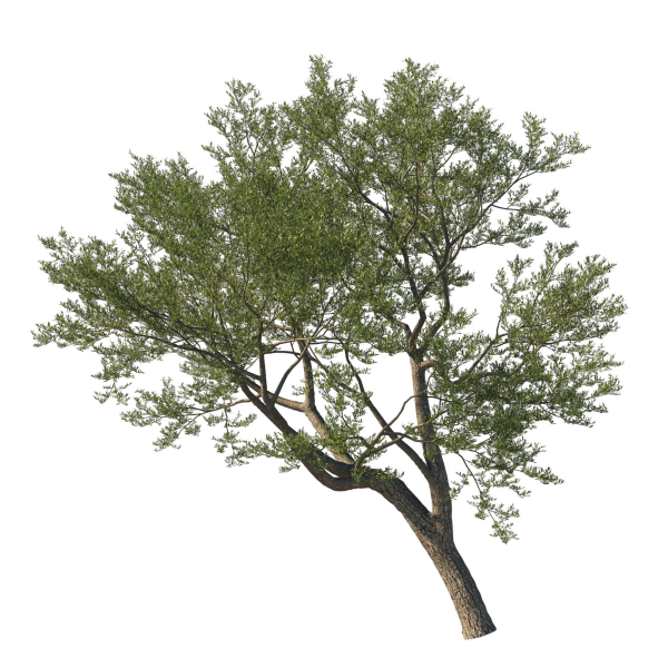 Quercus Agrifolia coast Live Oak 09