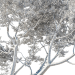 Quercus Agrifolia coast Live Oak 09