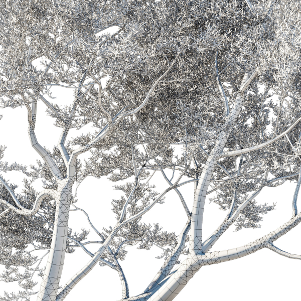 Quercus Agrifolia coast Live Oak 09
