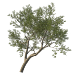 Quercus Agrifolia coast Live Oak 09