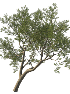Quercus Agrifolia coast Live Oak 09