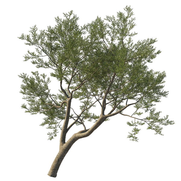 Quercus Agrifolia coast Live Oak 09