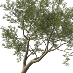 Quercus Agrifolia coast Live Oak 09