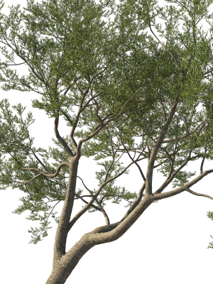 quercus-agrifolia-coast-live-oak-09-3d-model-f50b0f19e6