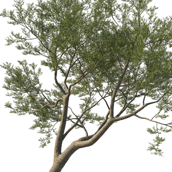 Quercus Agrifolia coast Live Oak 09