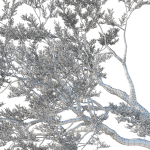 Quercus Agrifolia coast Live Oak 10