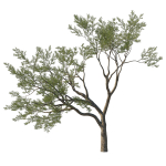 Quercus Agrifolia coast Live Oak 10