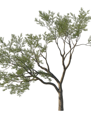 Quercus Agrifolia coast Live Oak 10