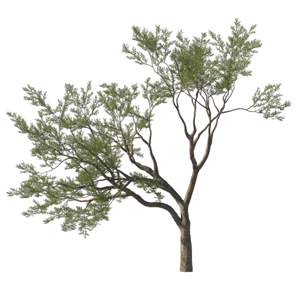 Quercus Agrifolia coast Live Oak 10