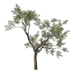 Quercus Agrifolia coast Live Oak 10